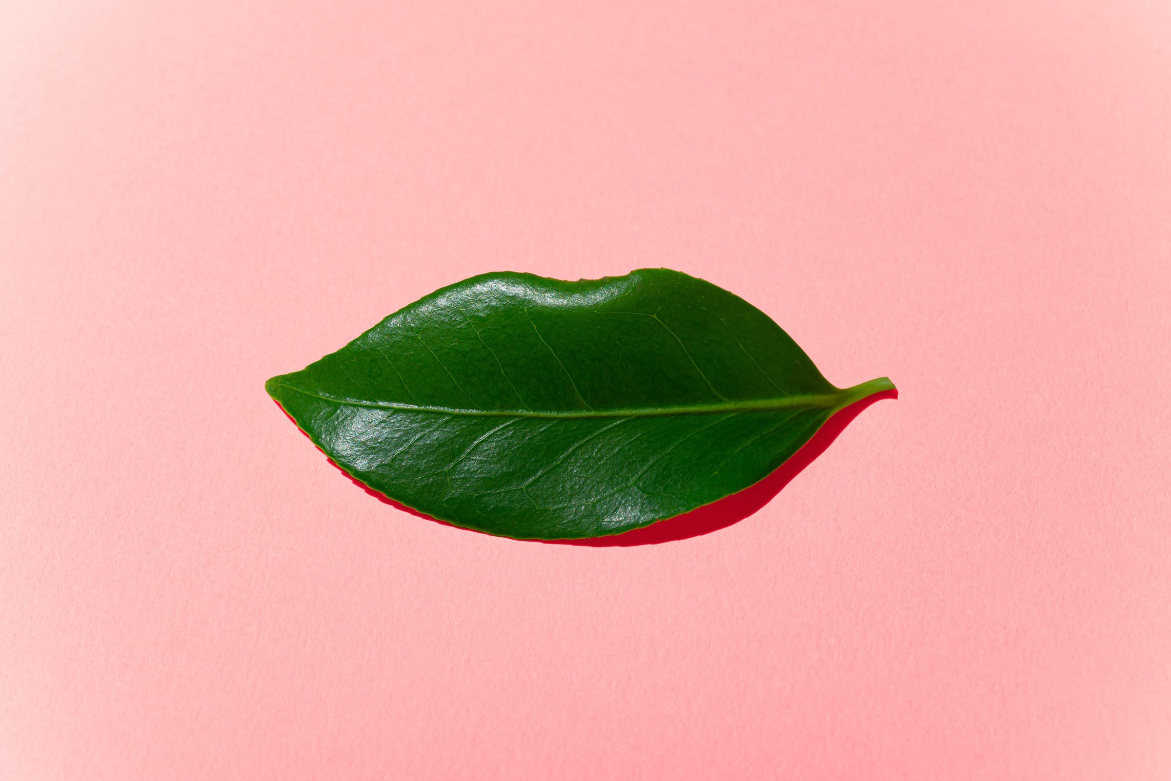 leaf in the shape of a mouth