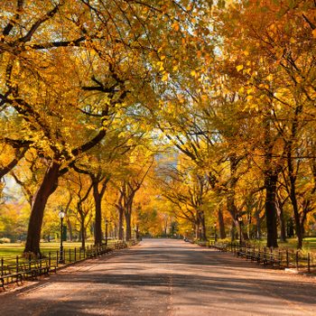 Poet's Walk promenade in Central Park in full autumn foliage colors in Manhattan, New York City