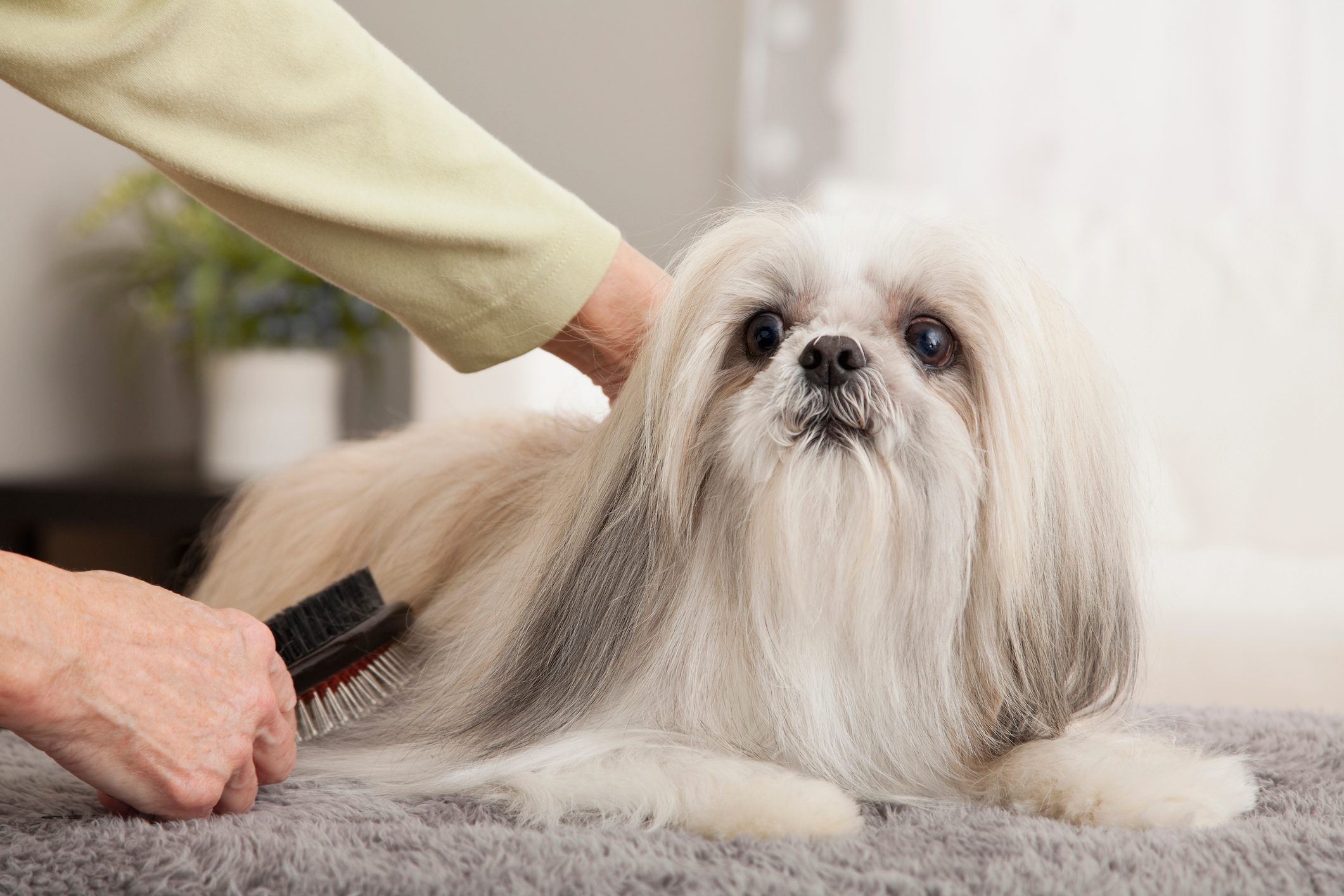 USA, Illinois, Metamora, Close-up of woman's hands brushing dog