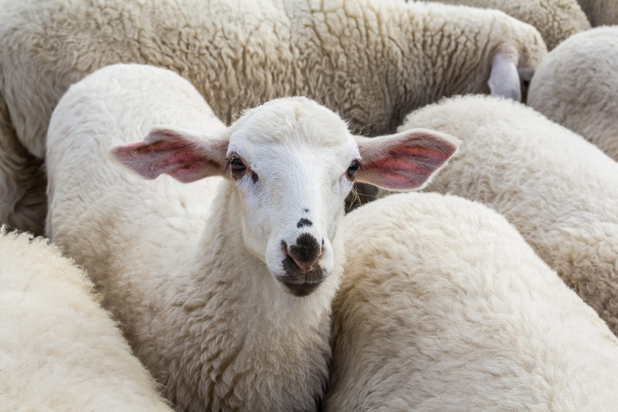 Sheep perching inside the flock