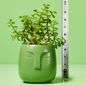 green planter shaped like a head with plant coming out the top; next to the planter is a measuring tape to see how high the plant growth is; green background