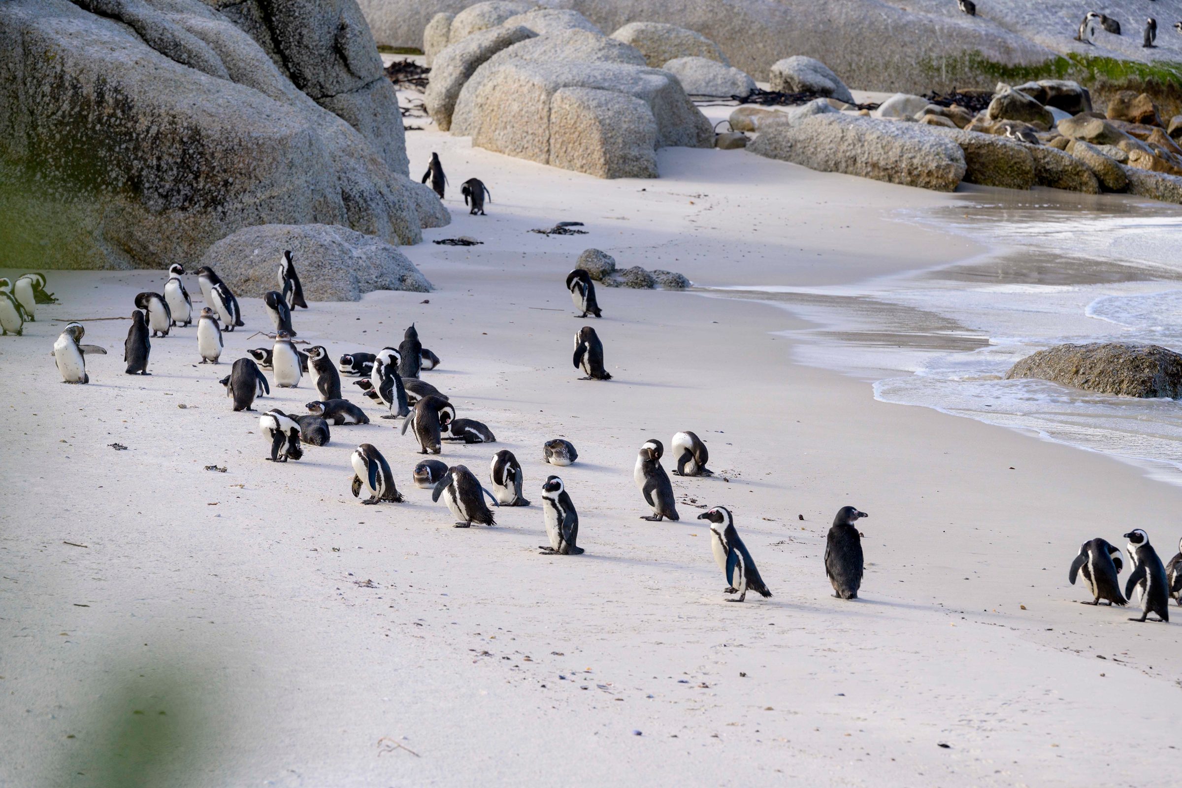 penguins on trip from Adventures by Disney