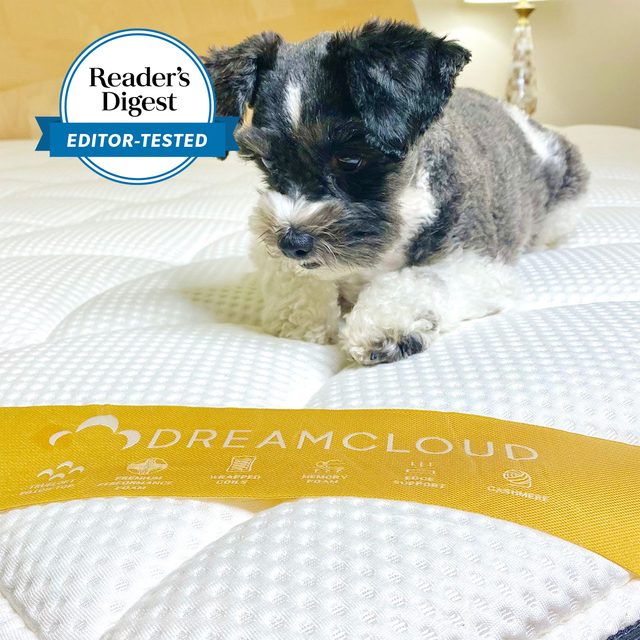 Dreamcloud Mattress With Dog Ss Edit