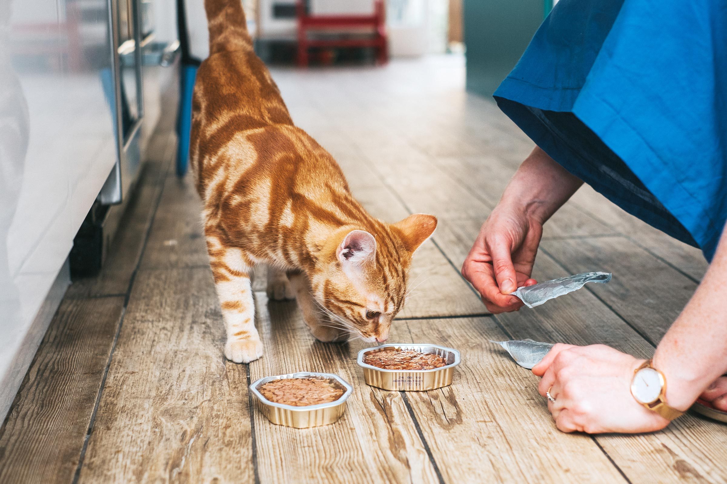 woman giving cat cans of wet food