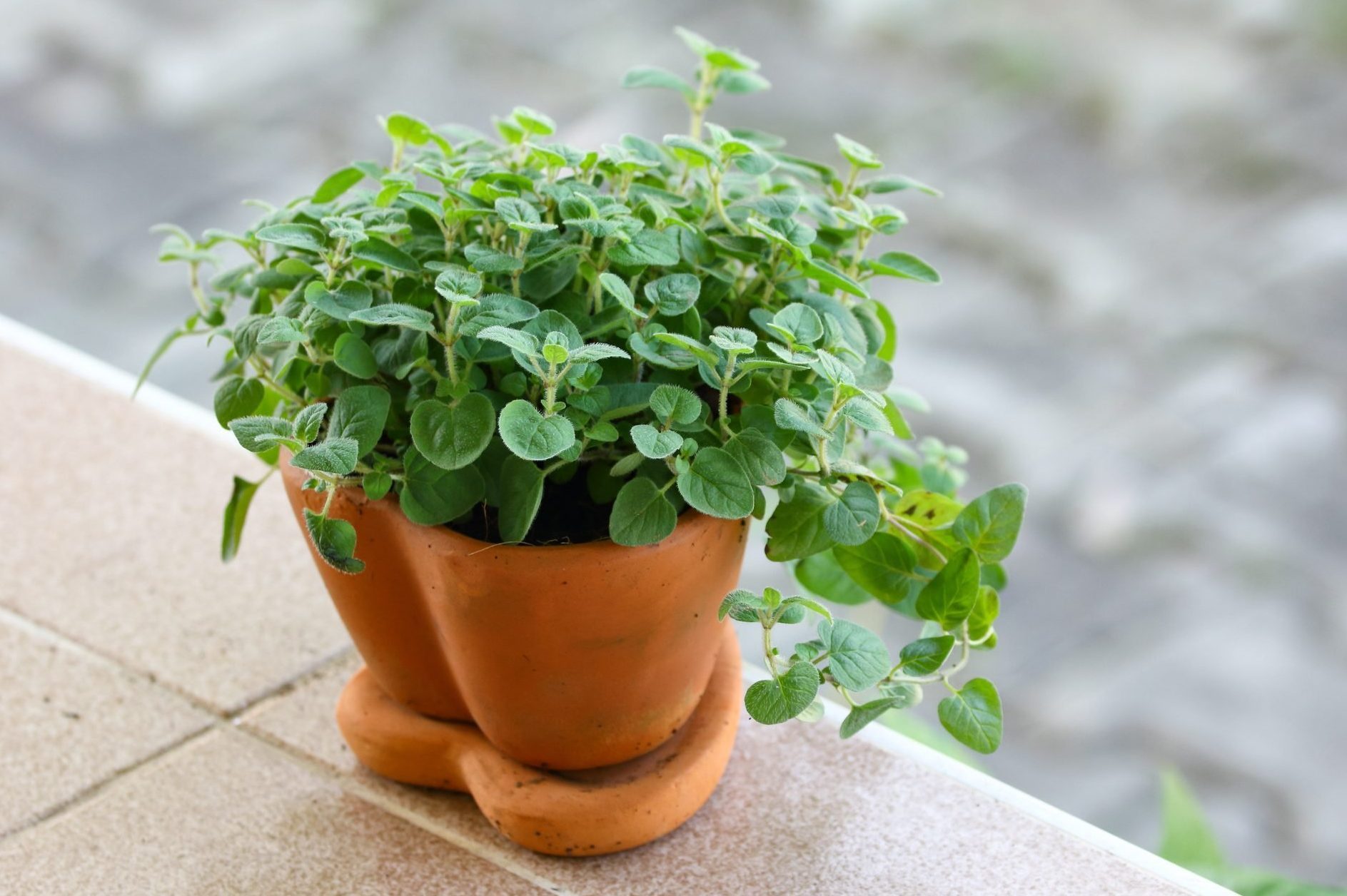 Oregano In The Pot