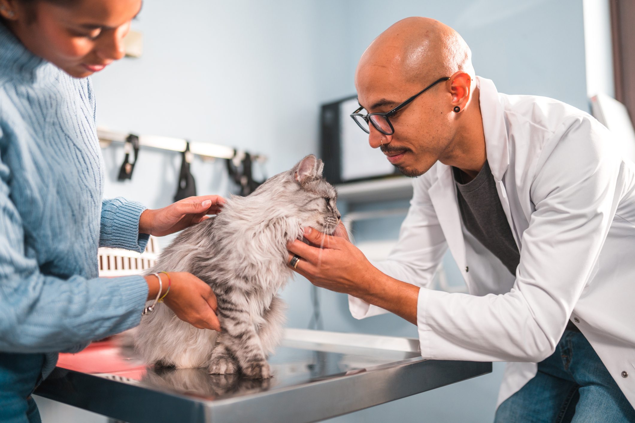 Hispanic Male Vet Examining A Maine Coon Cat