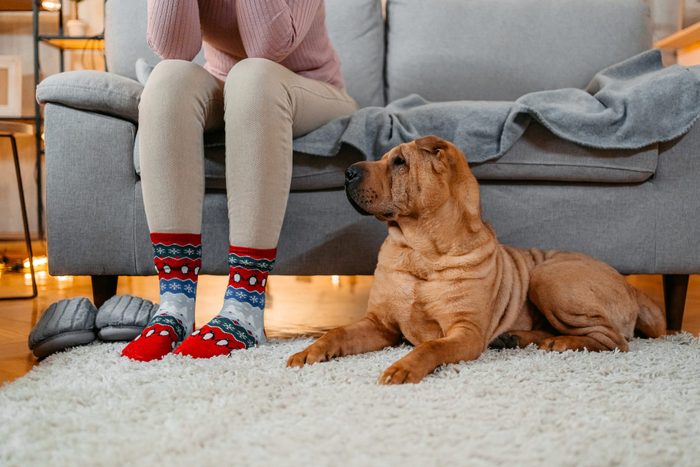 Shar-Pei Dog Sitting On The Floor Next To His Owner In The Living Room