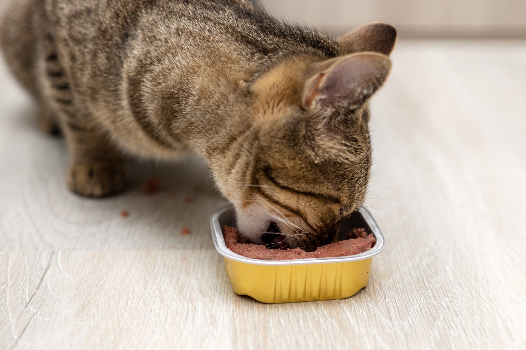 cat eating wet food tabby kitty