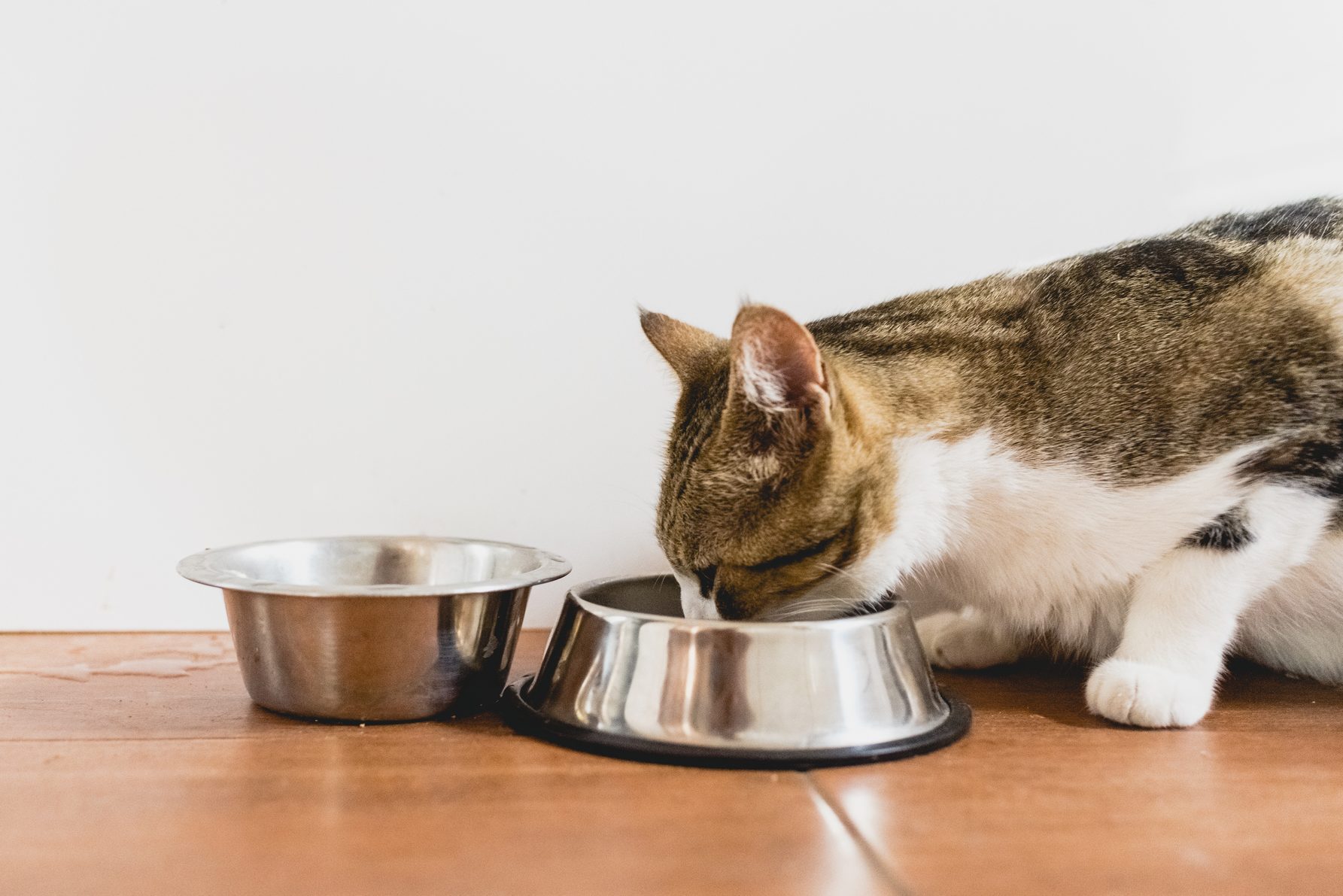 Cat eating from his bowl on the ground.