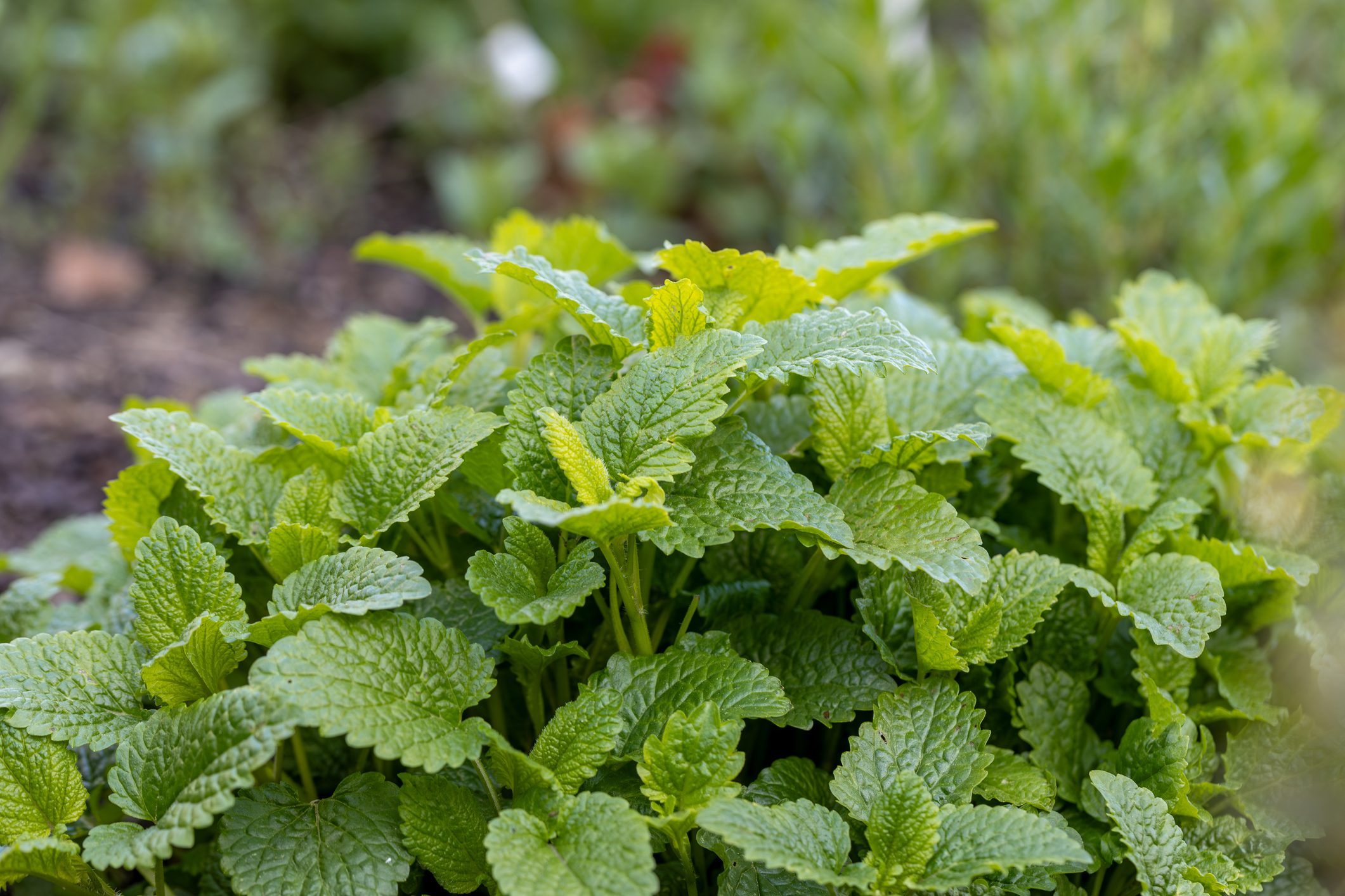 Lemon balm or balm mint, melissa officinalis aromatic green plant close up