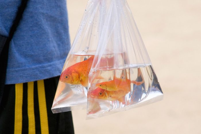 Goldfish in plastic bag