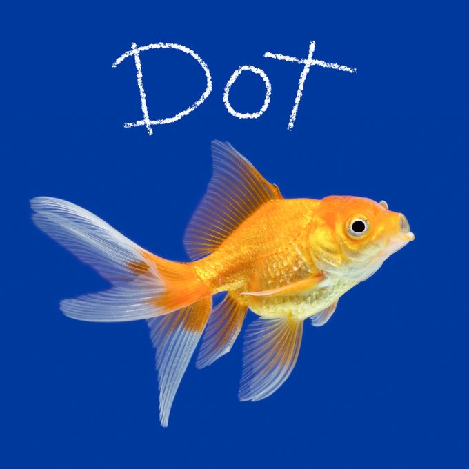 Best Pet Names 11 Small Gettyimages 452034327