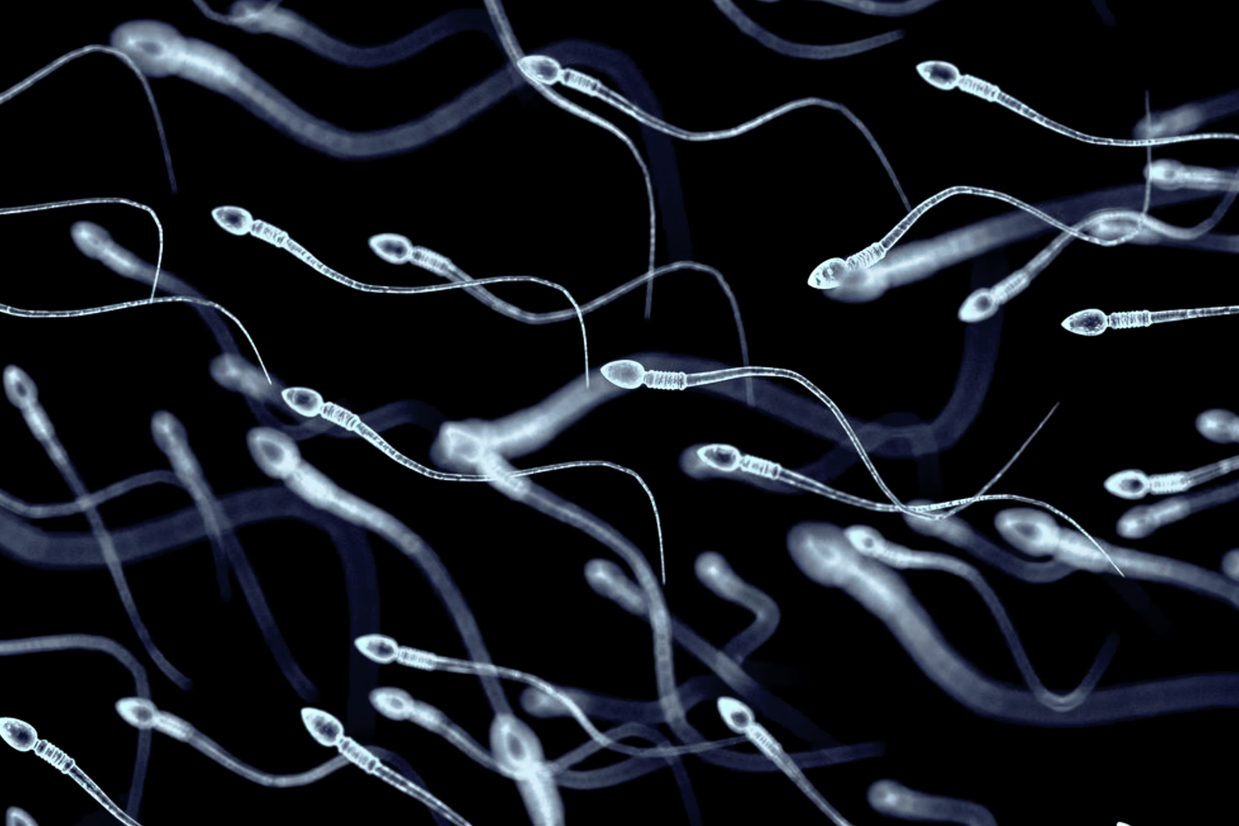 Spermatozoa, view under microscope, illustration of the appearan