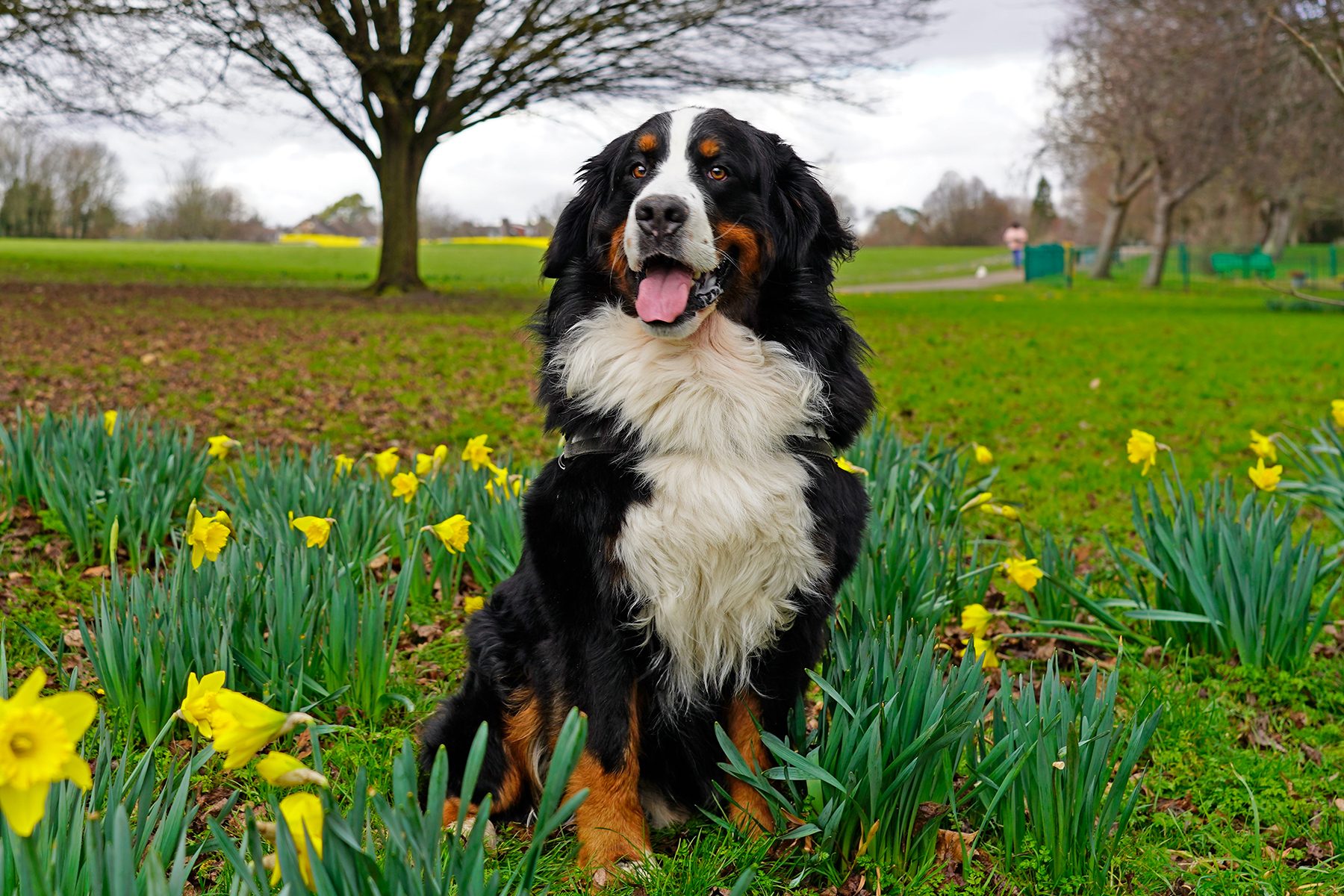 11 Least Aggressive Dog Breeds That Make Friendly Family Pets Gettyimages 1469985467