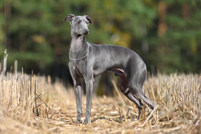 Italian Greyhound standing on a yellow stubble background