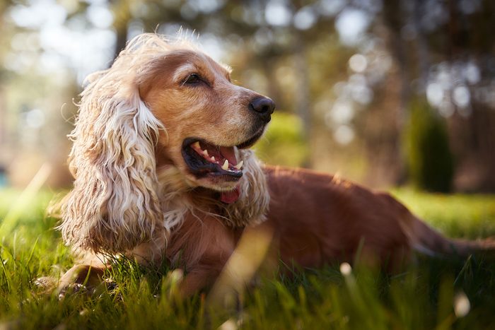 Close-up of cocker spaniel on field,Poland