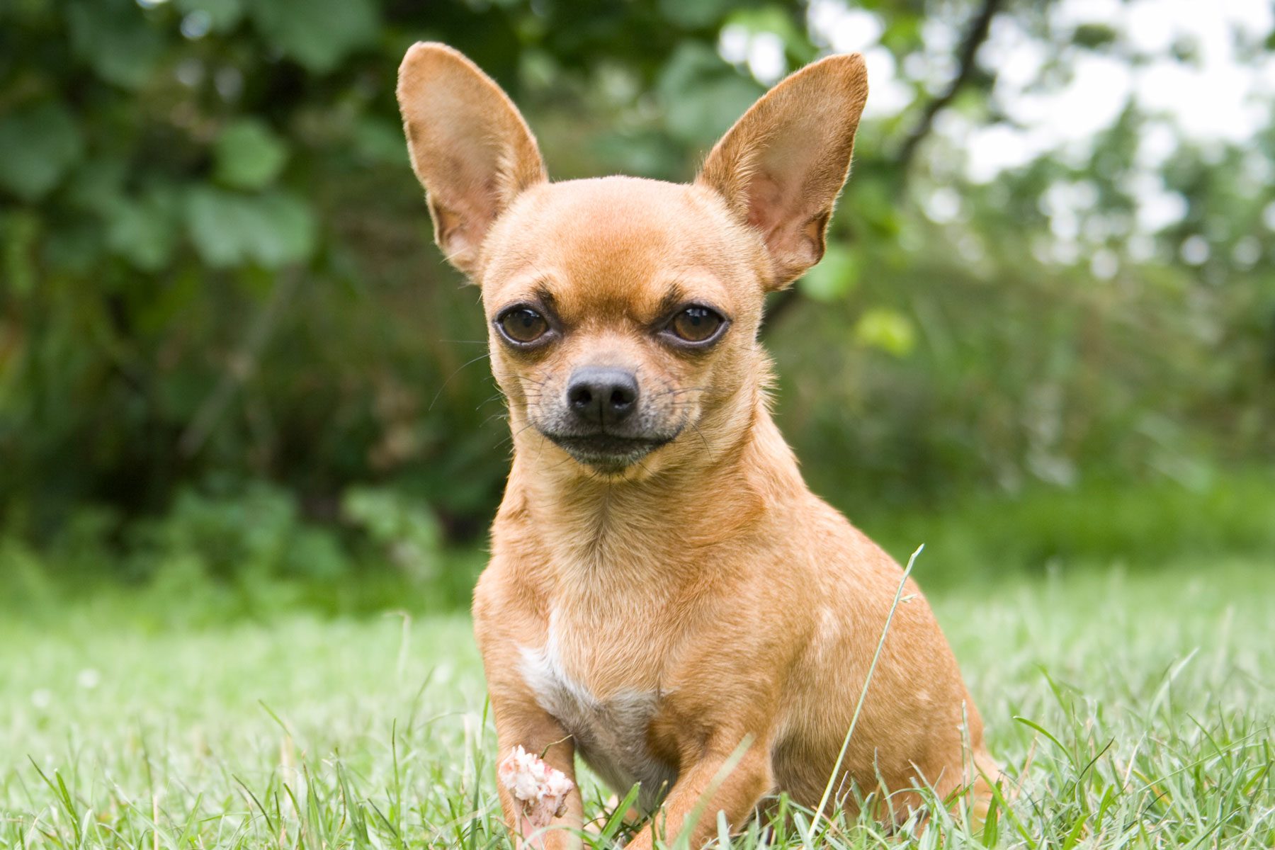 Close-up portrait of a chihuahua in the park