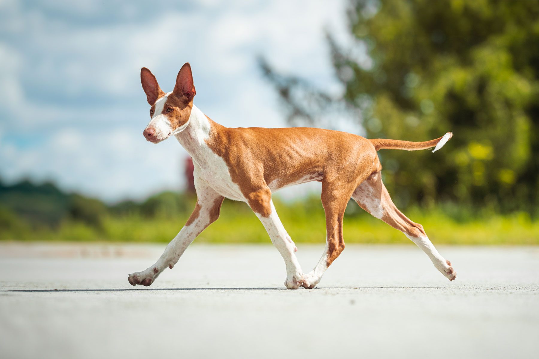 bizan hounds in autumn