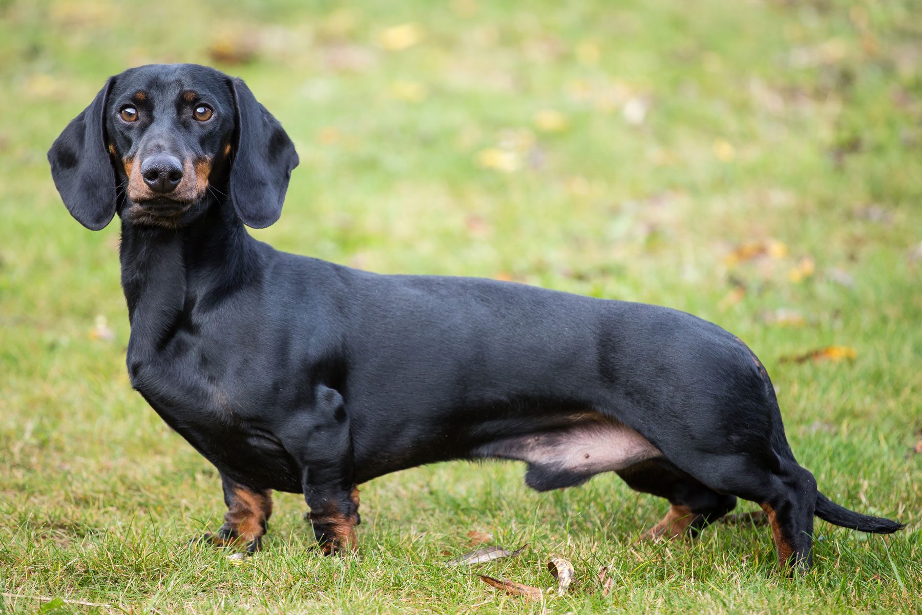 Purebred shorthaired dachshund