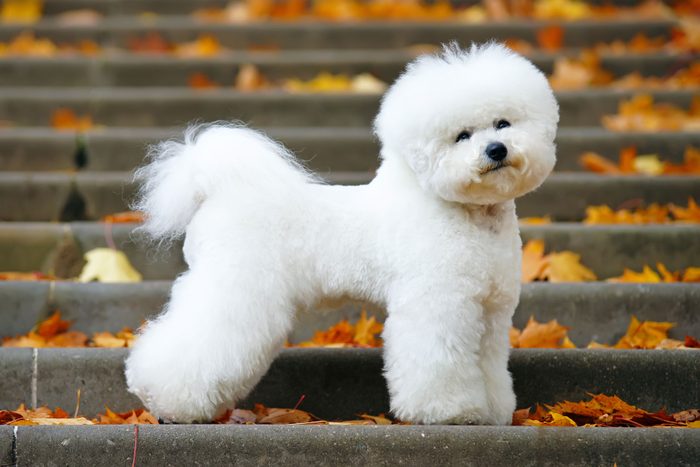 Bichon Frise dog with a stylish haircut staying on the stairs