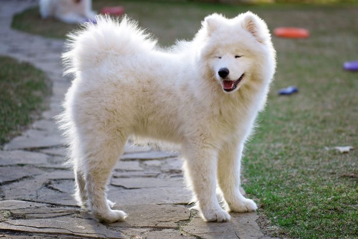 Samoyed dog playing outside in summer