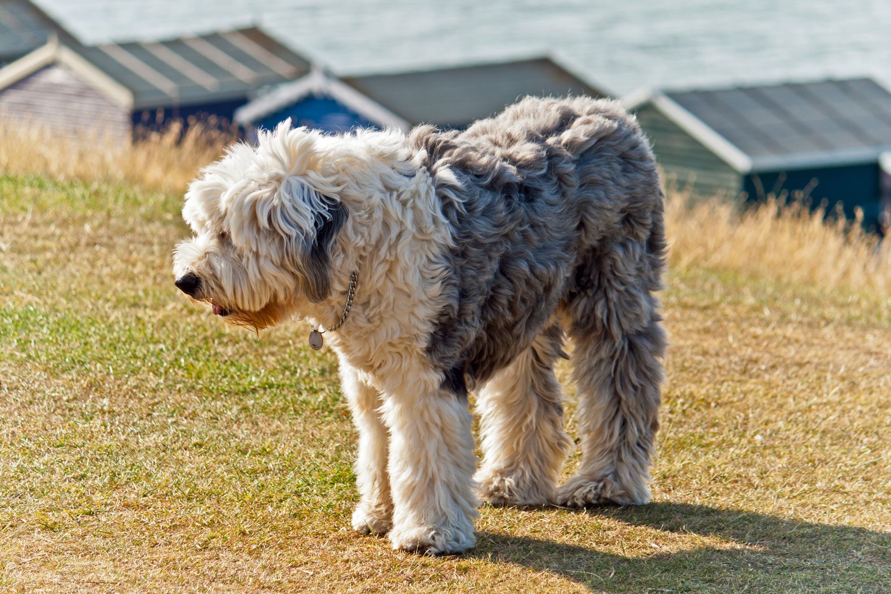 Old English Sheep dog and beach huts.