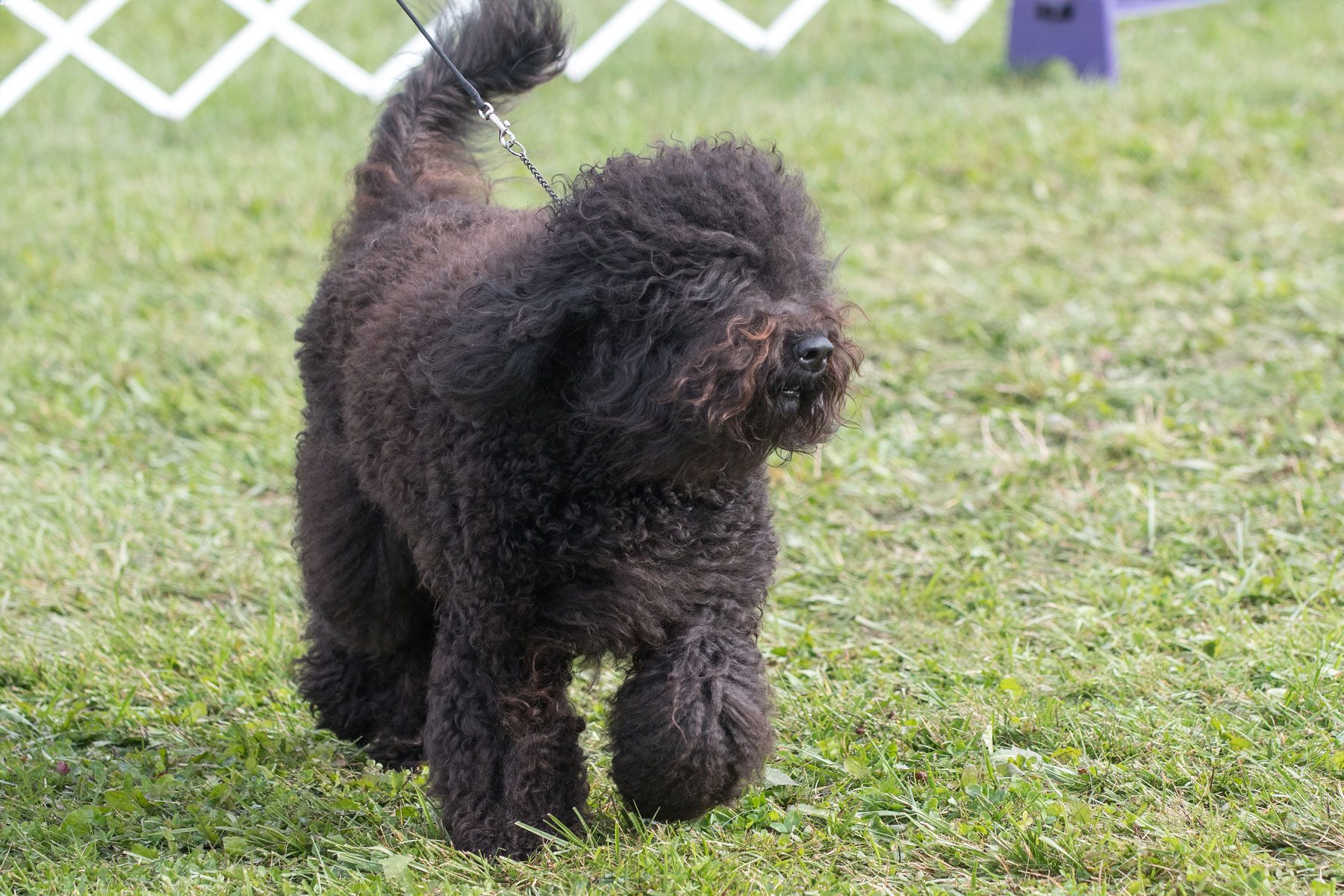 Barbet walking across a field of grass