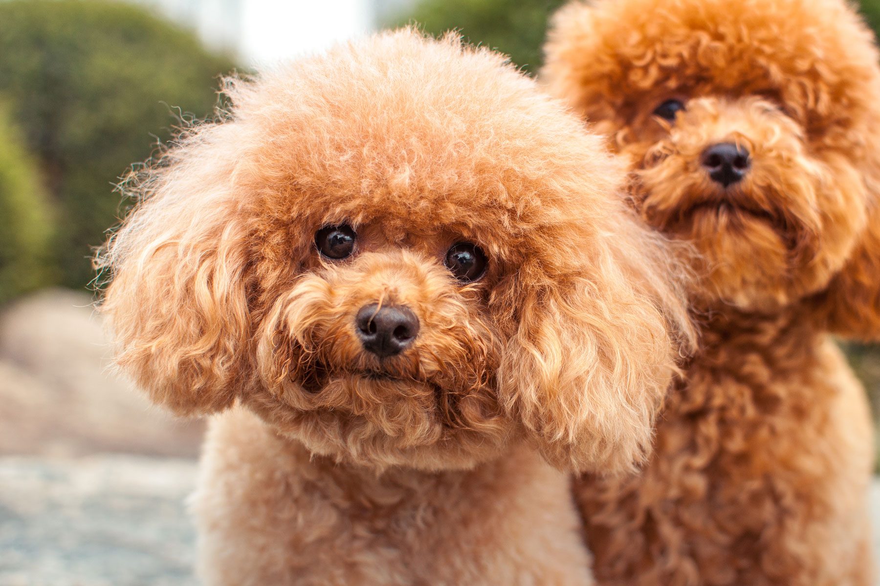 Miniture Poodle Starring at the camera