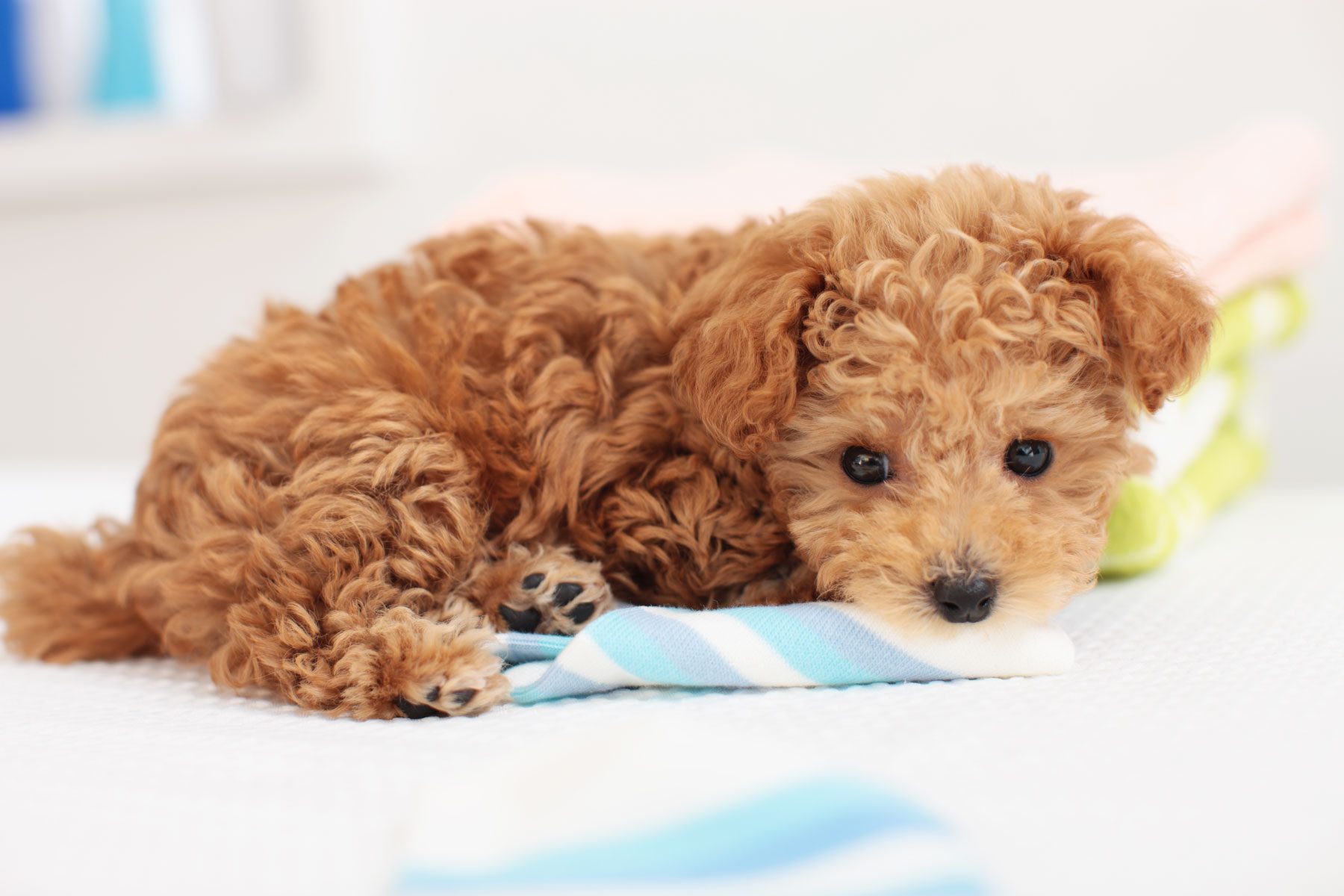 Poodle lying on a bed indoors