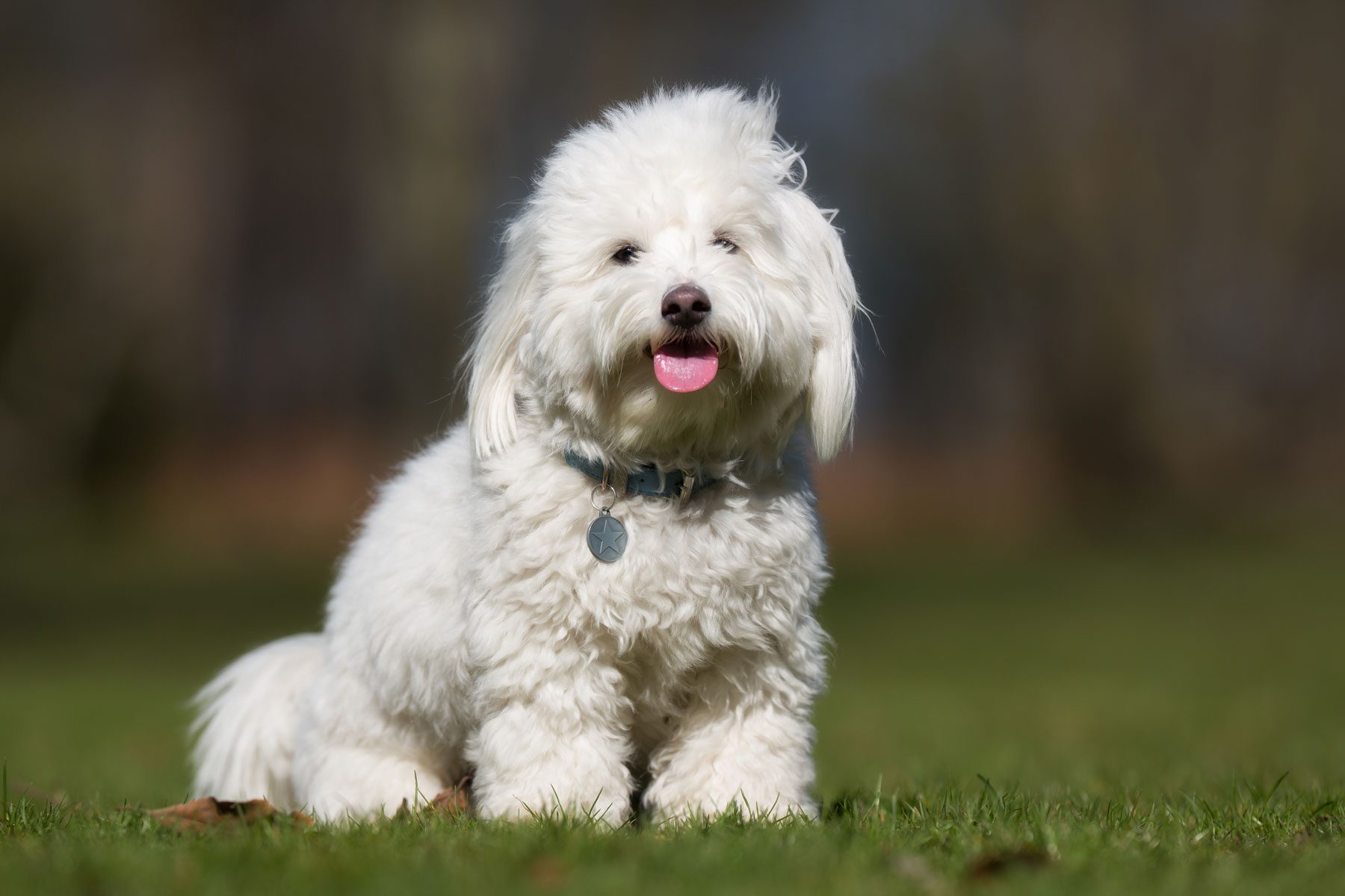 Cotton from Tulear dog outdoors in nature