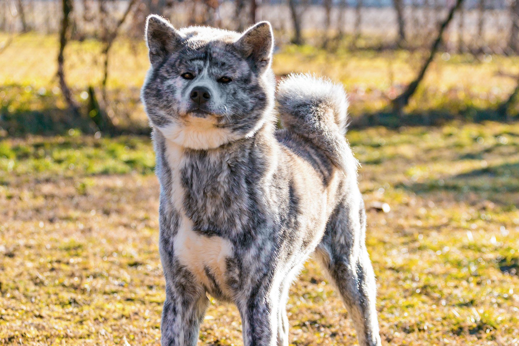 Brindle Akita standing on the grass