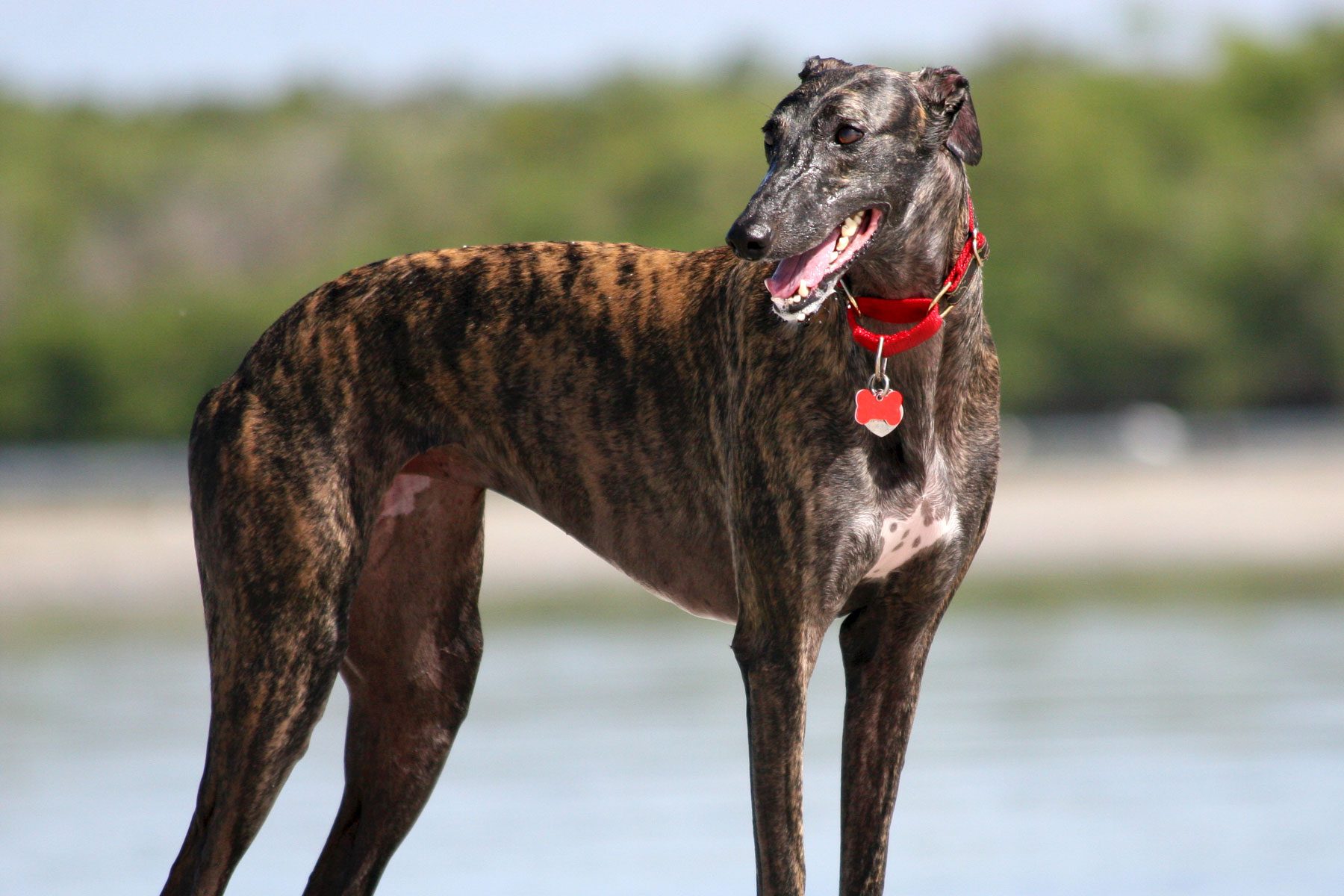 Brindle Greyhound on a beach