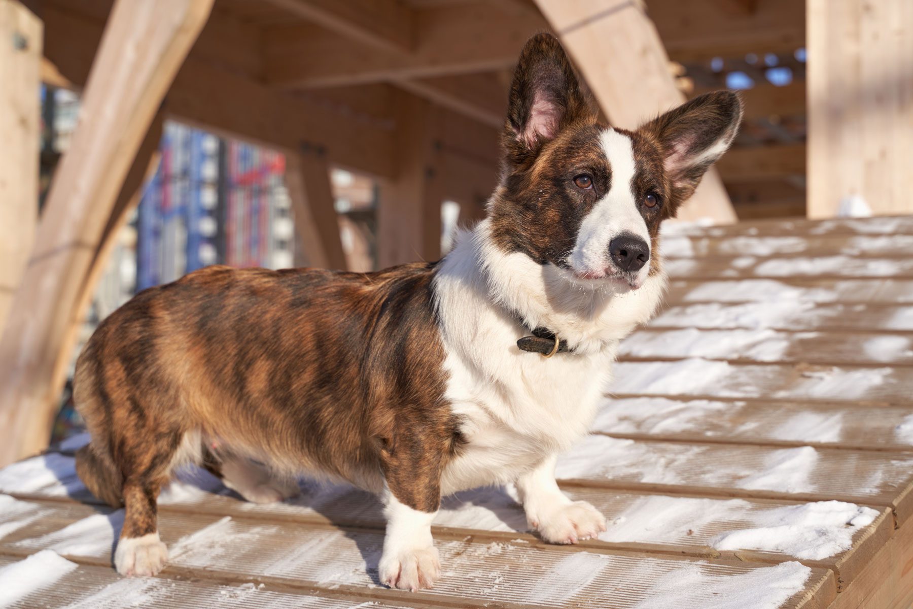 Cardigan Welsh Corgi Dog on walk in bright Sunny day