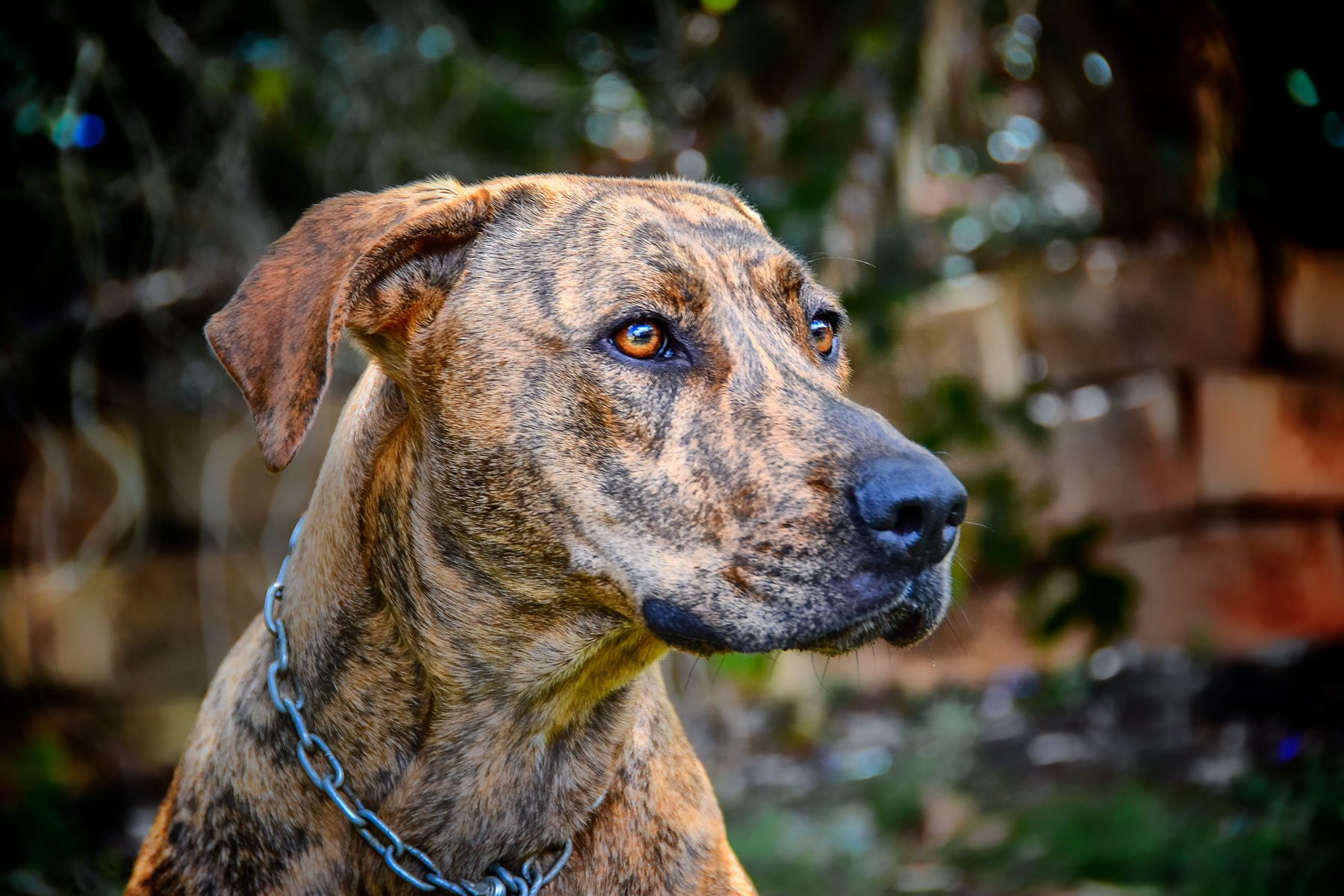 Plott Hound Dog Close-up