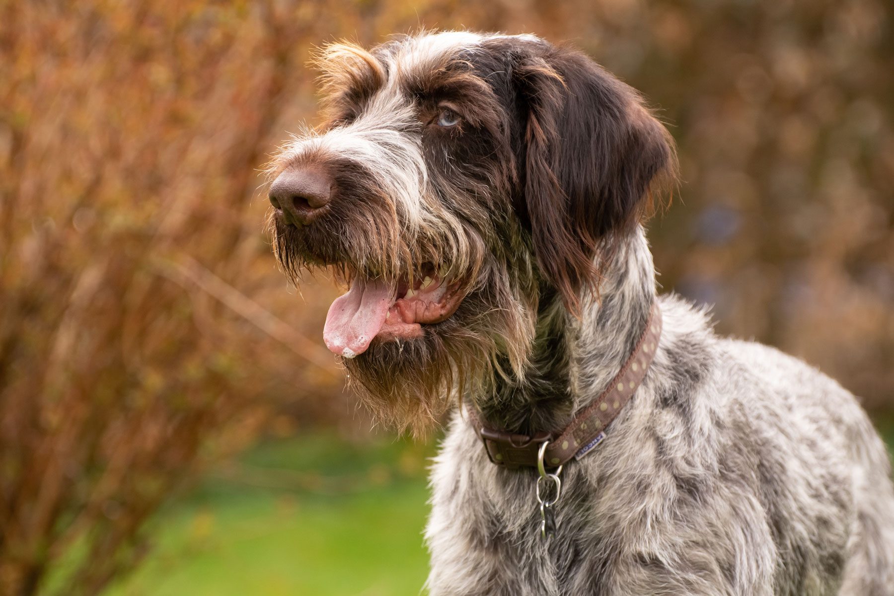 15 Wire-Haired Dog Breeds to Make Part of Your Family