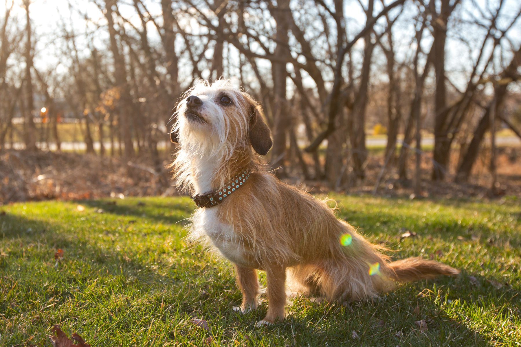 Portuguese Podengo dog outdoors sits on grass