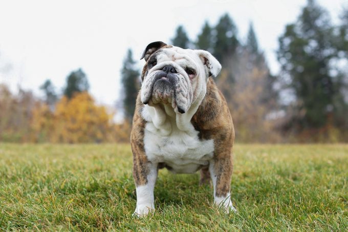 17 Calm Dog Breeds Gettyimages 1140204922 E1626184517981