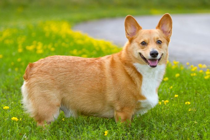 Corgi dog in a country field of summer wildflowers