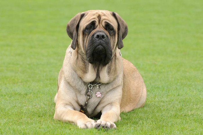 English Mastiff dog laying on Grass
