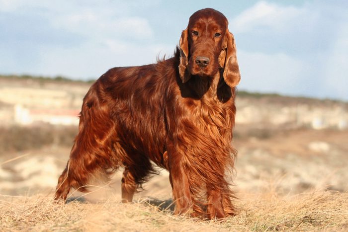 Beautiful happy purebred irish setter pet dog standing in the grass
