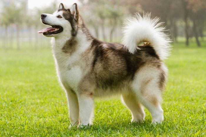 Alaskan sled dog on the grass