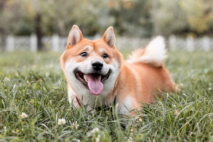 Beautiful Red Shiba Inu Dog Outdoor