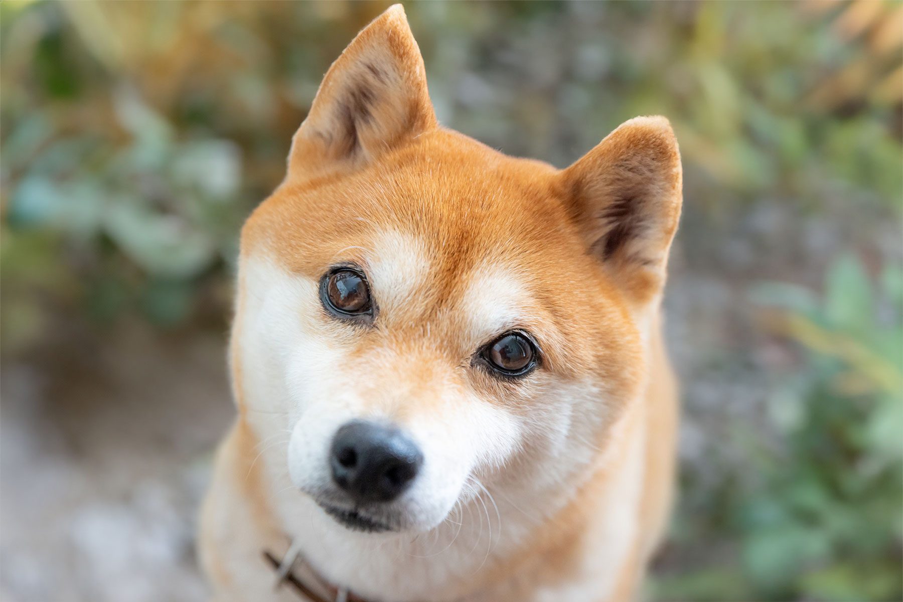 20 Adorable Dogs with Pointy Ears You Need to See