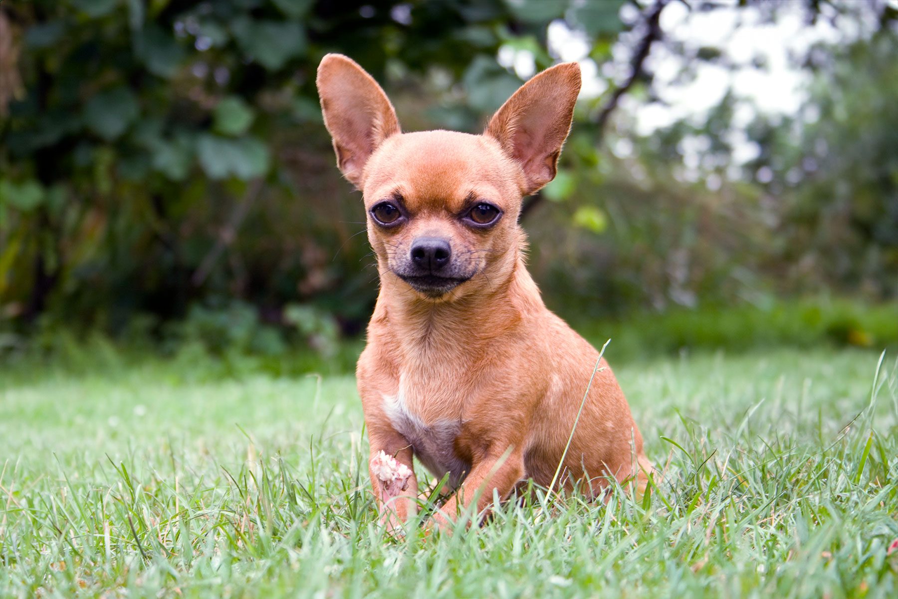 Close-up portrait of a chihuahua in the park