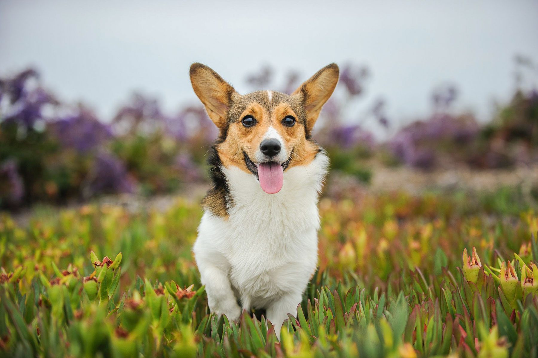 Pembroke Welsh Corgi Running Over Field