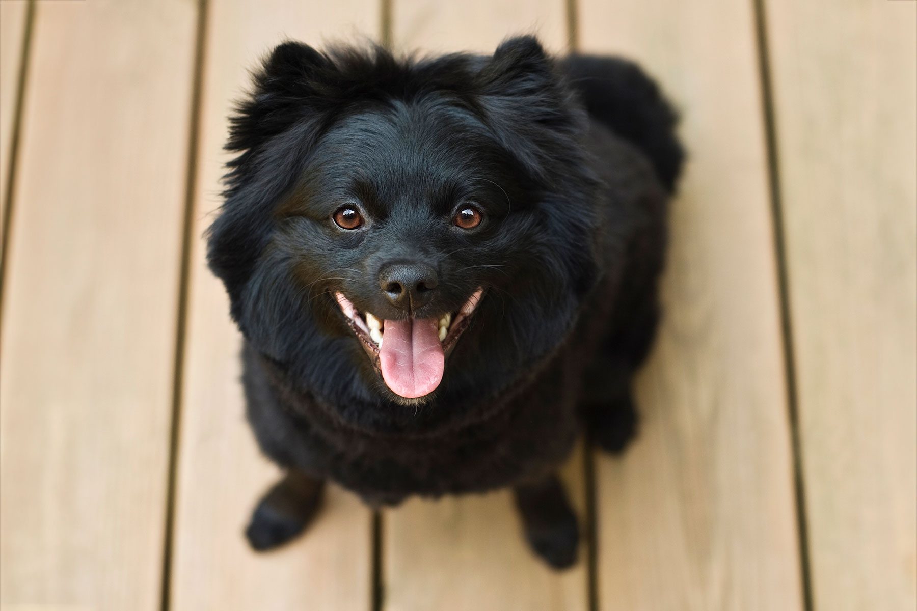 Black Pomeranian looking up