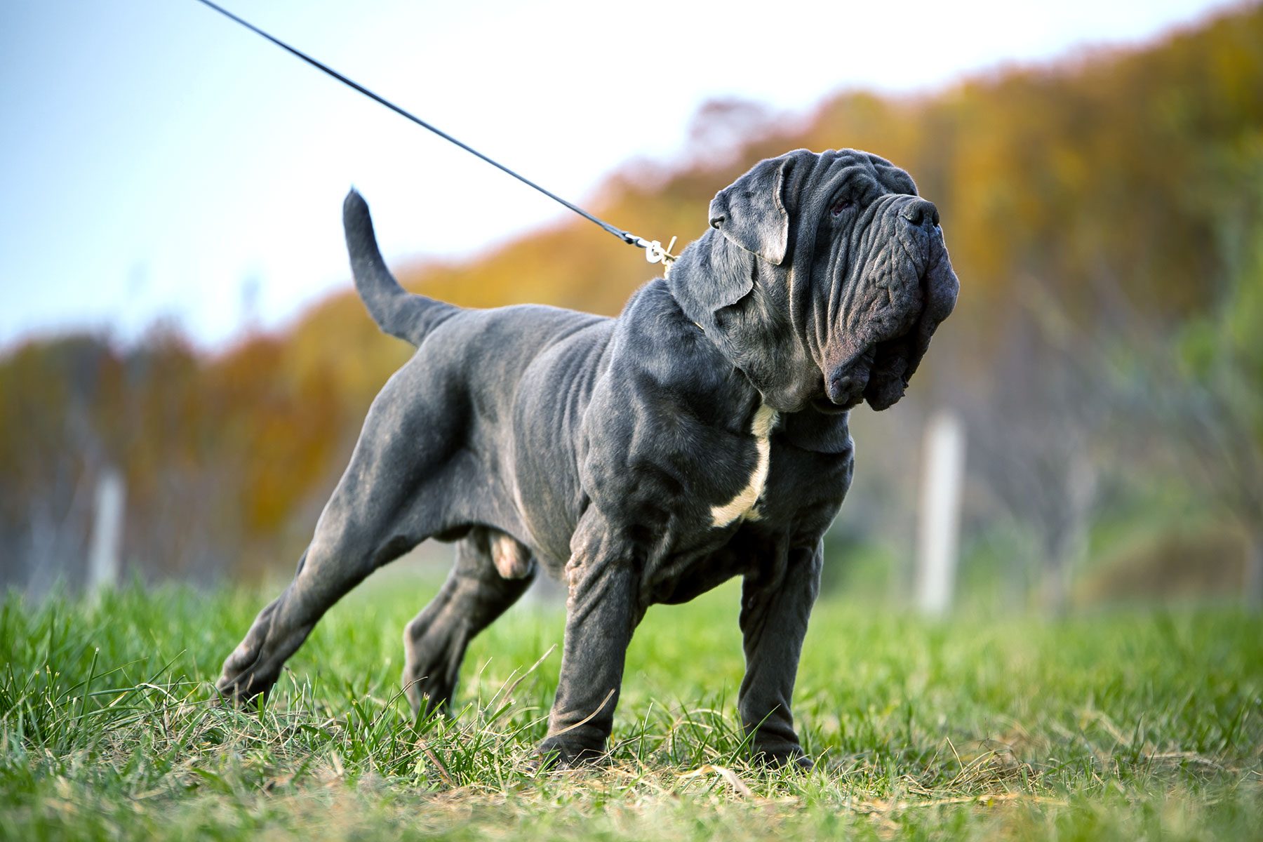 MASTINO NAPOLETANO, NEAPOLITAN MASTIFF