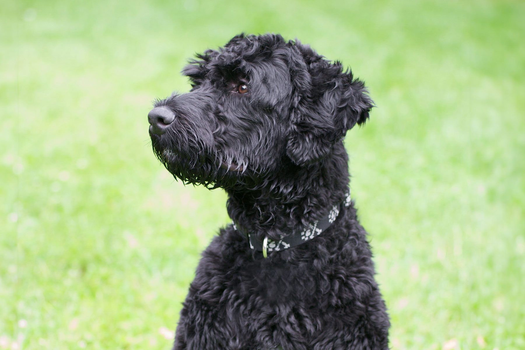 Portuguese Water Dog 