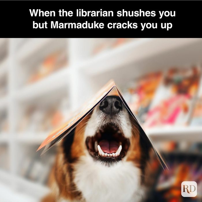 40 Smiling Dog Memes That Will Make Everything Better On A Bad Day