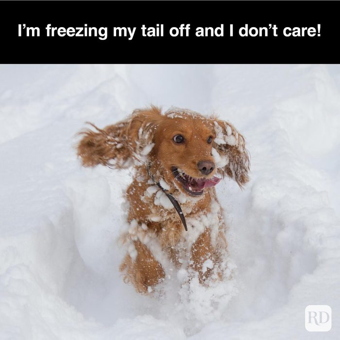 40 Smiling Dog Memes That Will Make Everything Better On A Bad Day